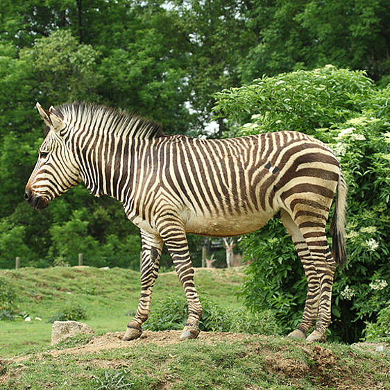 Hartmann Bergzebra