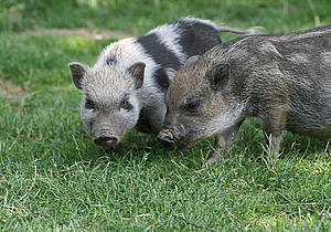 Minischwein im Streichelzoo