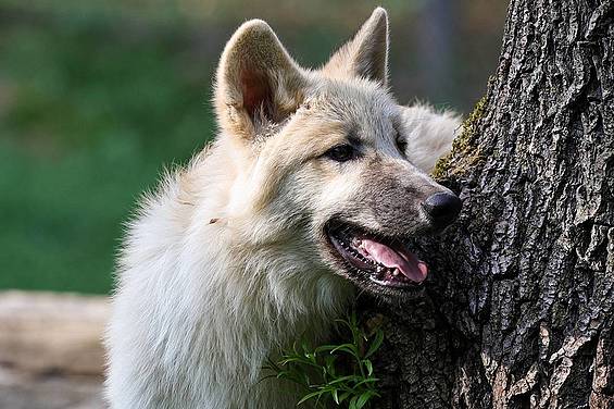 Polarwolf neben einem Baum in der Tierwelt Herberstein