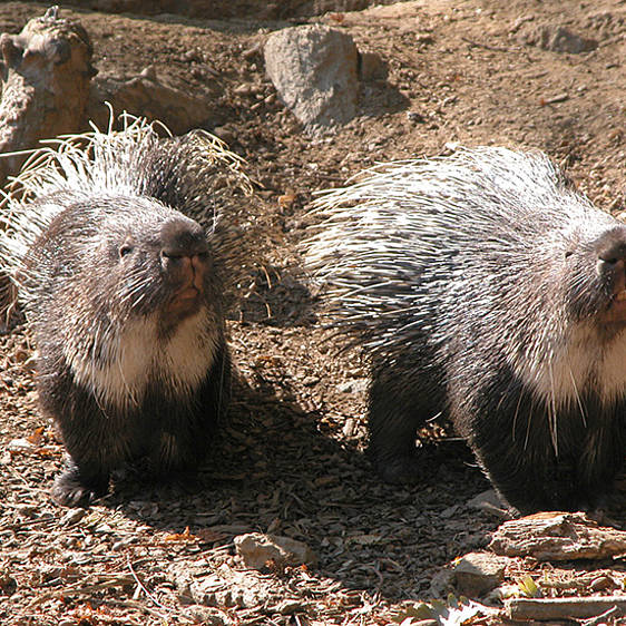 Weißschwanz-Stachelschwein