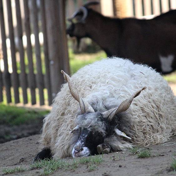 Ungarisches Zackelschaf