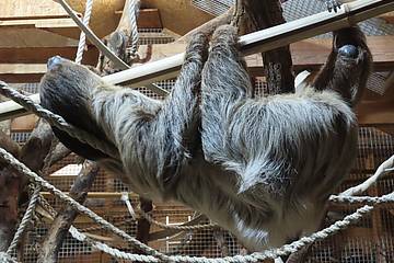 Faultier Baby in der Tierwelt Herberstein