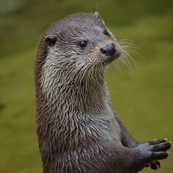 Fischotter in der Tierwelt Herberstein (c) Huskyherz | pixalio.de