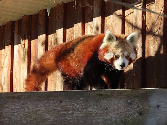 Roter Panda in der Sonne in der Tierwelt Herberstein