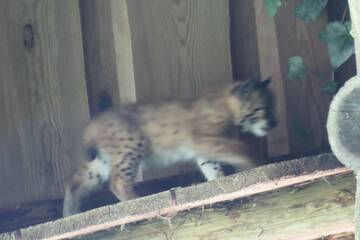 Luchs-Nachwuchs in der Tierwelt Herberstein.