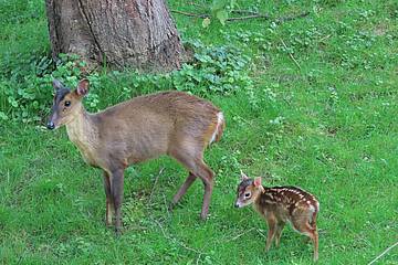 Muntjak Jungtier in der Tierwelt Herberstein