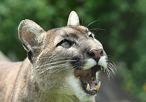 Puma im Tierpark in der Steiermark