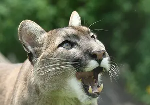 Puma im Tierpark in der Steiermark