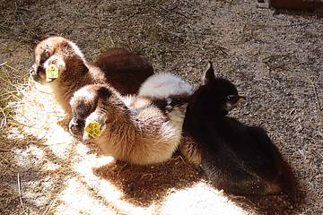 Zwergziegenbabies liegen in der Tierwelt Herberstein