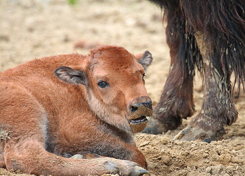 Bison Jungtier in der Tierwelt Herberstein