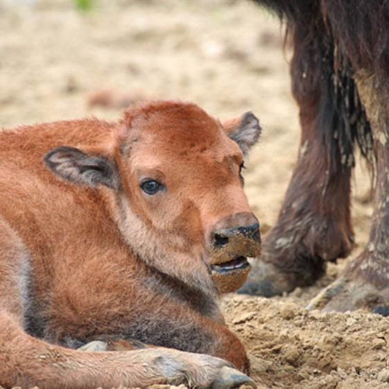 Bison der Tierwelt Herberstein