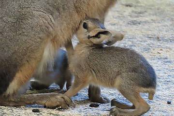 Mara Baby trinkt bei der Mutter in der Tierwelt Herberstein