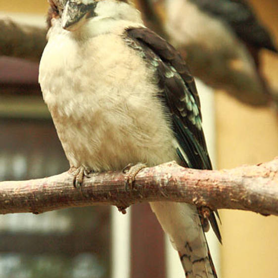 Kookaburra