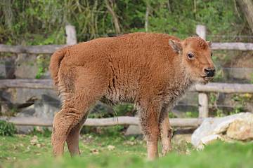 Bisonbaby steht auf der Wiese in der Tierwelt Herberstein