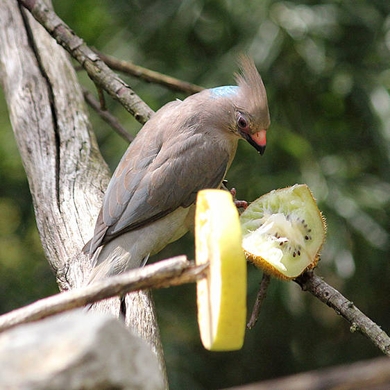 Mausvogel in der Tierwelt Herberstein