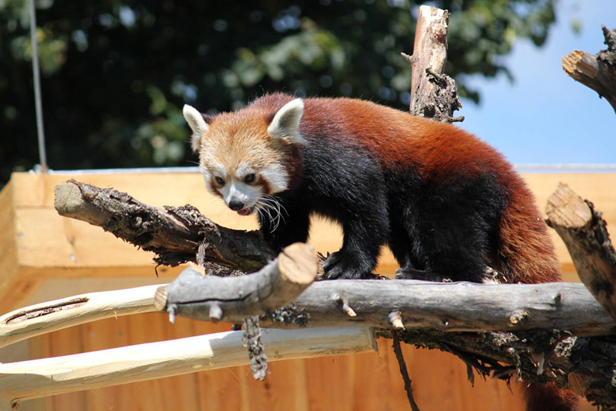 Tierwelt Herberstein / Roter Panda