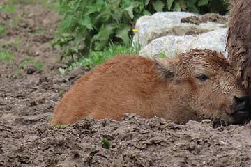 Bisonbaby liegt im Schlamm in der Tierwelt Herberstein