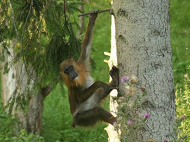 Mandrill am Baum in der Tierwelt Herberstein