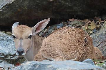 Baby Elenantilope in der Tierwelt Herberstein