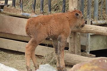 Bisonkalb in der Tierwelt Herberstein