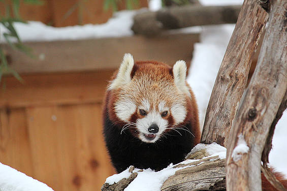 Panda im Winter