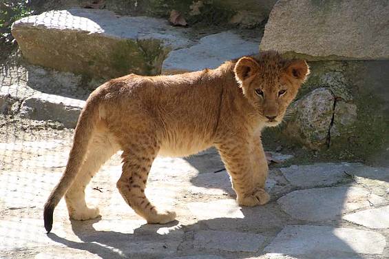 Löwenbaby in der Tierwelt Herberstein