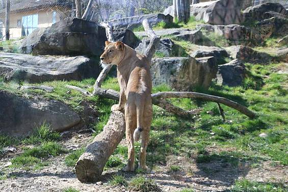 Amira im Freien der Tierwelt Herberstein