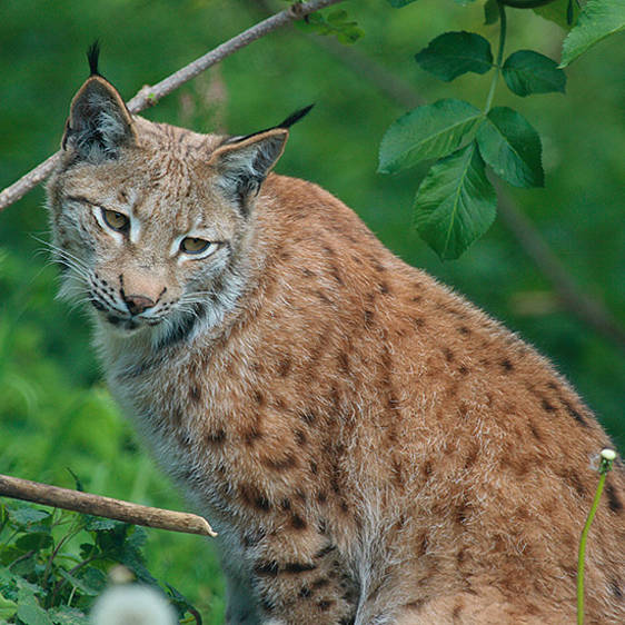 Eurasischer Luchs