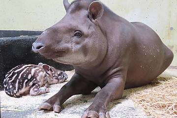 Tapirbaby mit Mama in der Tierwelt Herberstein