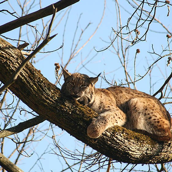 Eurasischer Luchs