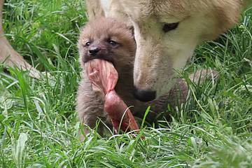 Polarwolfbaby wird gefüttert in der Tierwelt Herberstein
