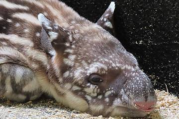 Nahaufnahme vom Tapirbaby in der Tierwelt Herberstein