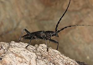 Großer Eichenbock