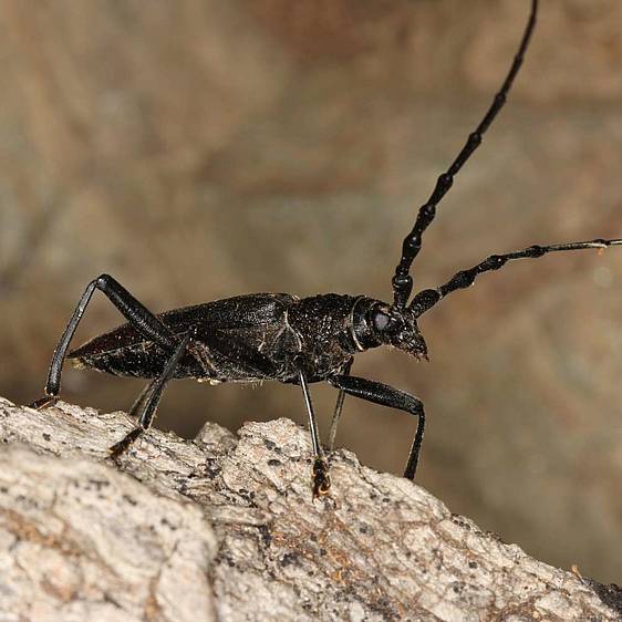 Cerambyx cerdo in der Tierwelt Herberstein