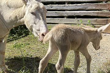 Barockesel in der Tierwelt Herberstein