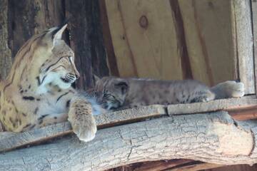 Luchs-Nachwuchs in der Tierwelt Herberstein.