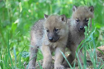 Polarwolfbabies schauen nebeneinander in der Tierwelt Herberstein