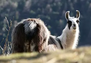 Lama im Tierpark in der Steiermark