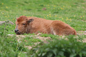 Bison Jungtier in der Tierwelt Herberstein