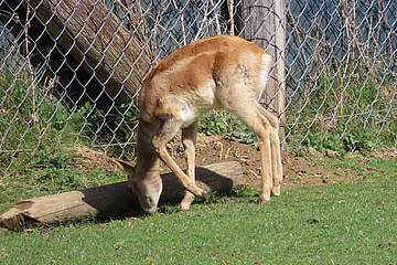 Hirschziegenantilope in der Tierwelt Herberstein