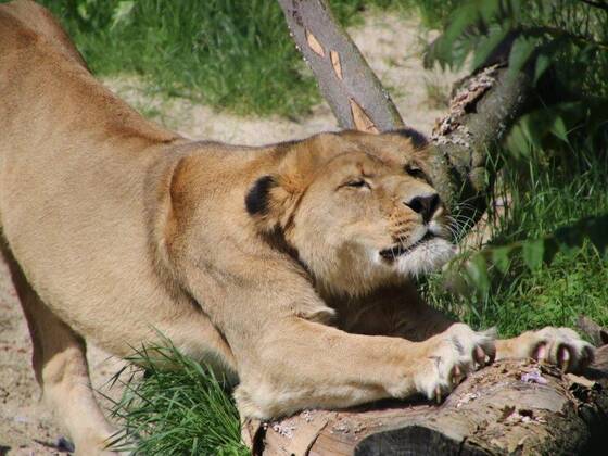 Löwe Simba der Tierwelt Herberstein