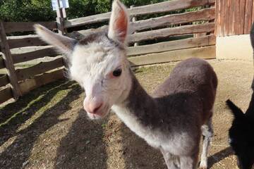 Tierbabys in der Steiermark