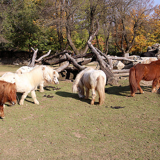 Mini-Appaloosa