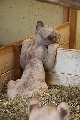 Löwenbaby auf Entdeckungsreise in der Tierwelt Herberstein
