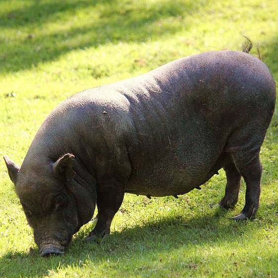 Minischwein in der Tierwelt Herberstein