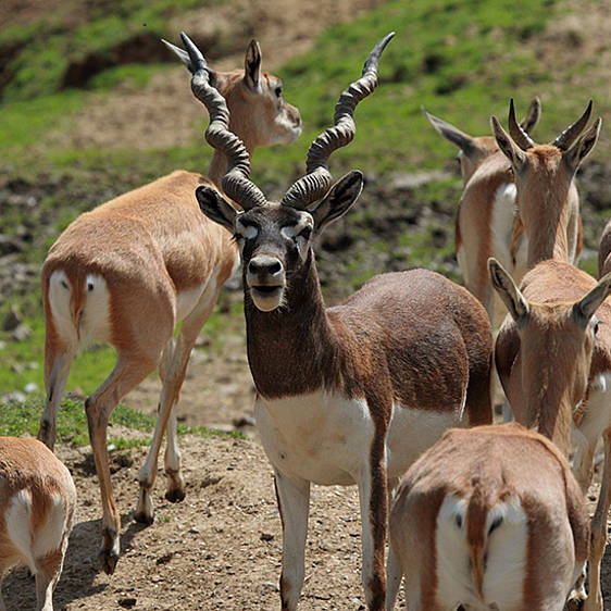 Hirschziegen-Antilope