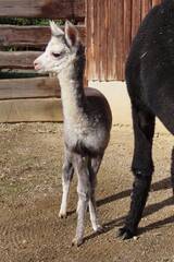 Tierbabys in der Steiermark