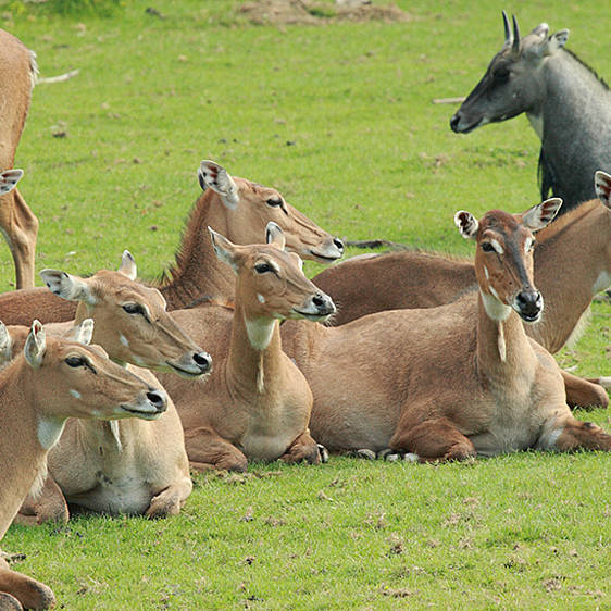 Nilgau-Antilope