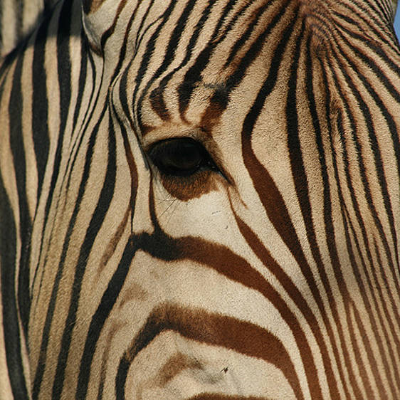 Hartmann Bergzebra