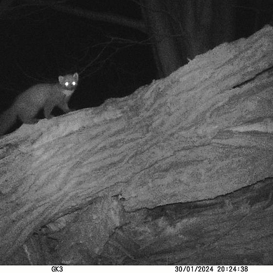 Baummarder in der Tierwelt Herberstein (c) Gernot Kunz